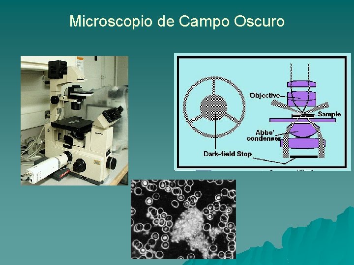 Microscopio de Campo Oscuro 