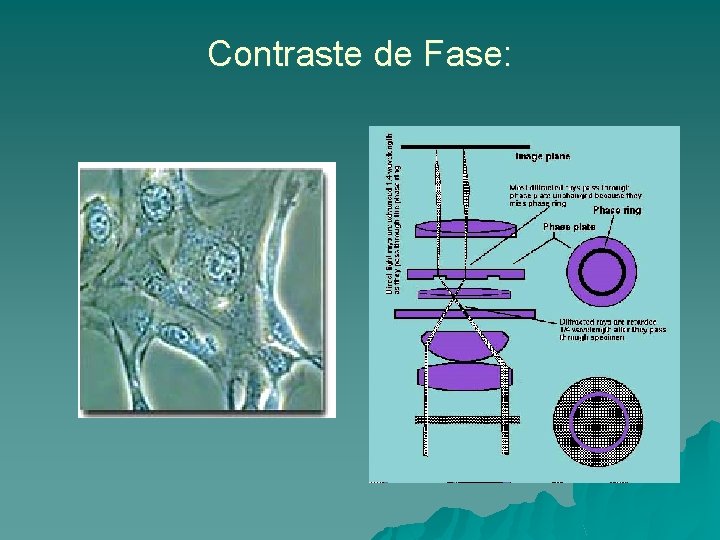 Contraste de Fase: 