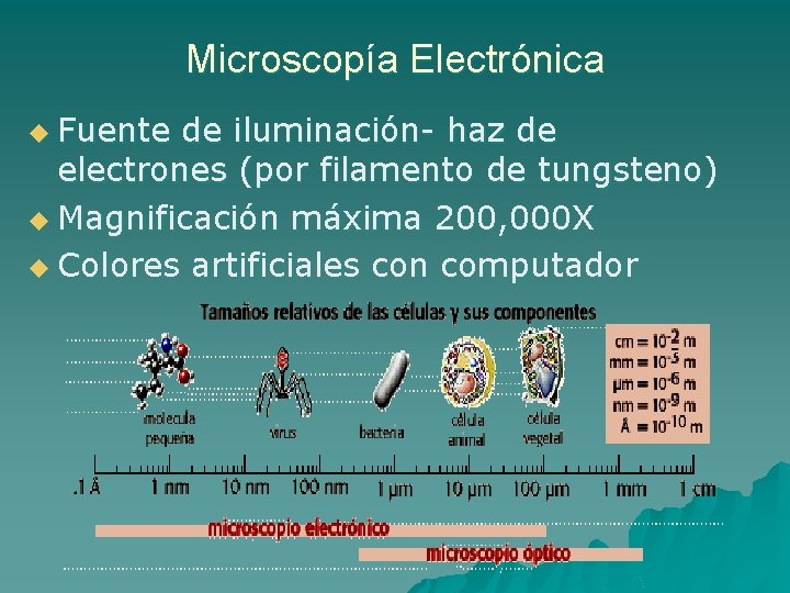 Microscopía Electrónica u Fuente de iluminación- haz de electrones (por filamento de tungsteno) u