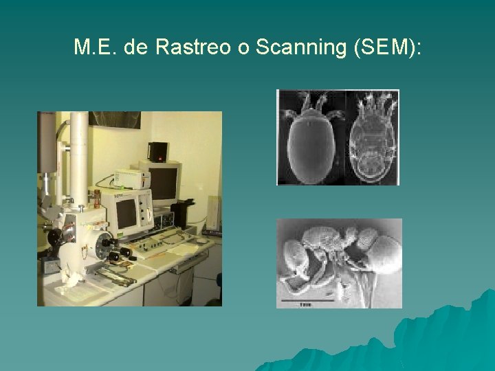 M. E. de Rastreo o Scanning (SEM): 