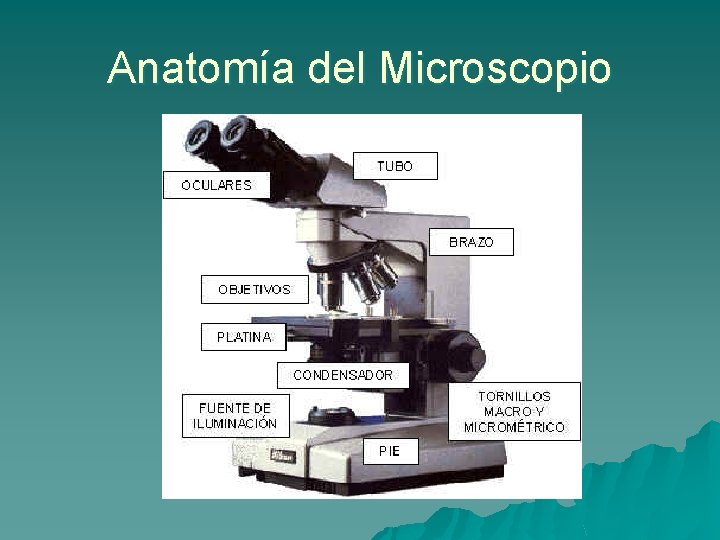 Anatomía del Microscopio 