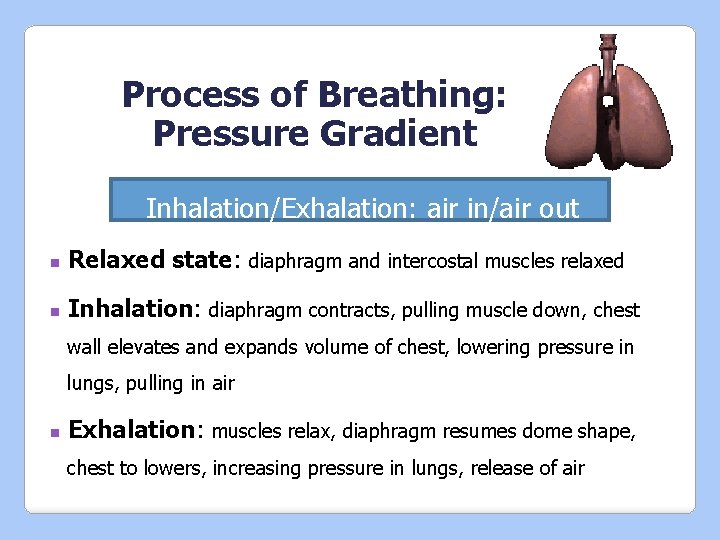 Process of Breathing: Pressure Gradient Inhalation/Exhalation: air in/air out n Relaxed state: diaphragm and