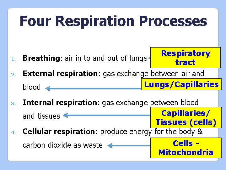Four Respiration Processes 1. 2. 3. 4. Respiratory Breathing: air in to and out