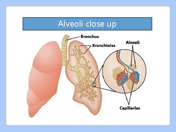 Alveoli close up 