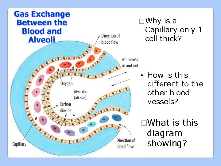� Why is a Capillary only 1 cell thick? • How is this different