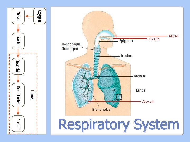 Mouth Nose Alveoli Respiratory System 