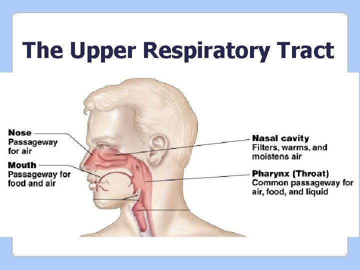 The Upper Respiratory Tract 