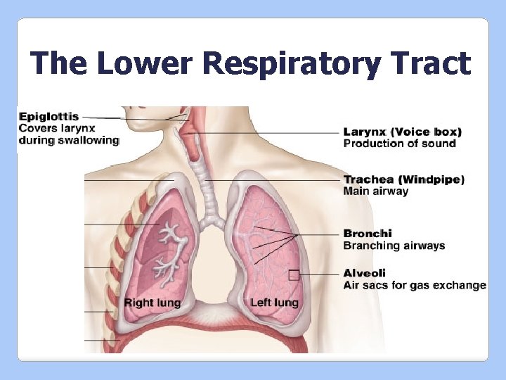 The Lower Respiratory Tract 