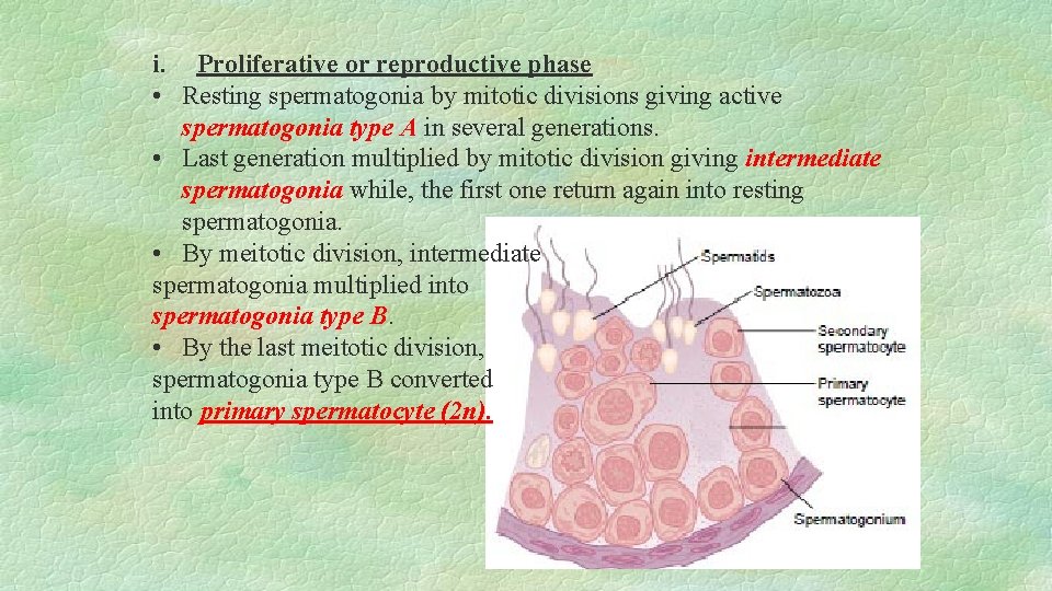 i. Proliferative or reproductive phase • Resting spermatogonia by mitotic divisions giving active spermatogonia