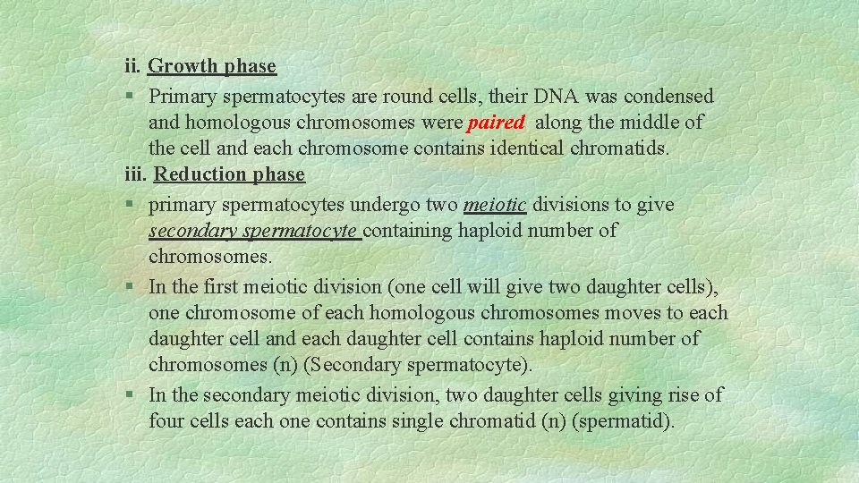 ii. Growth phase § Primary spermatocytes are round cells, their DNA was condensed and