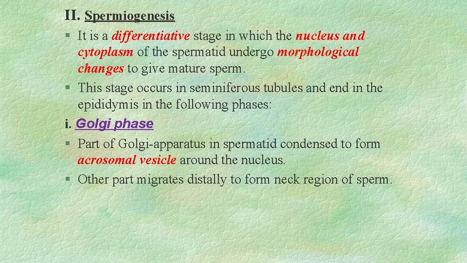 II. Spermiogenesis § It is a differentiative stage in which the nucleus and cytoplasm