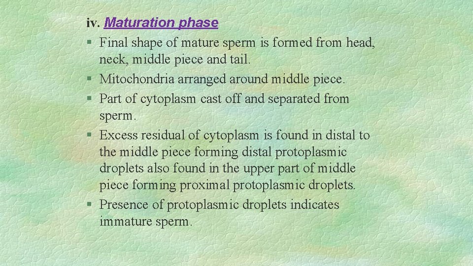 iv. Maturation phase § Final shape of mature sperm is formed from head, neck,