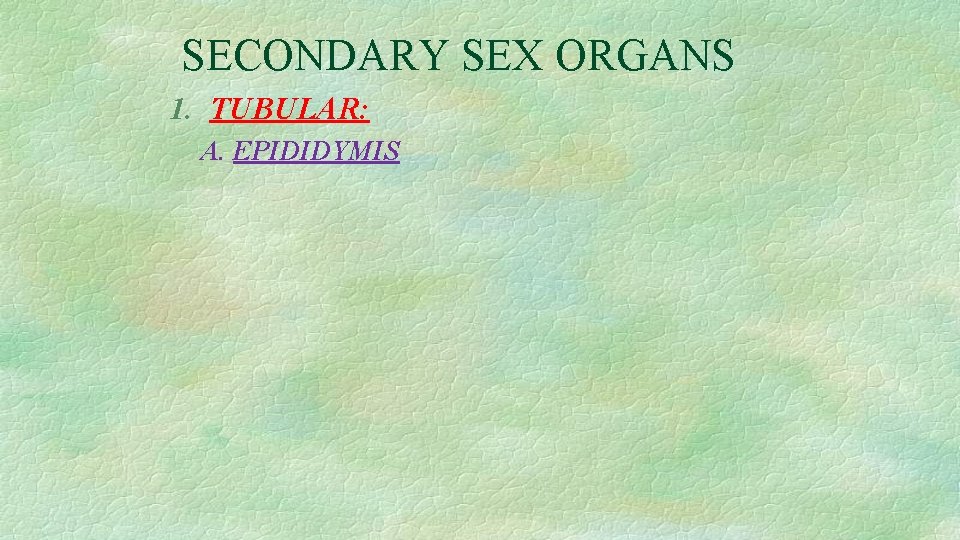 SECONDARY SEX ORGANS 1. TUBULAR: A. EPIDIDYMIS 