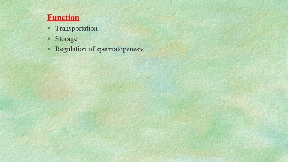 Function § Transportation § Storage § Regulation of spermatogenesis 