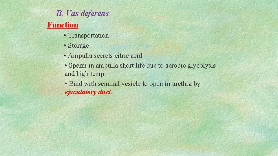 B. Vas deferens Function • Transportation • Storage • Ampulla secrets citric acid •