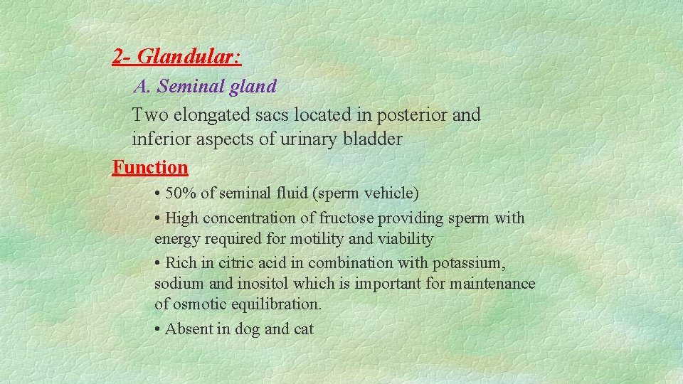 2 - Glandular: A. Seminal gland Two elongated sacs located in posterior and inferior