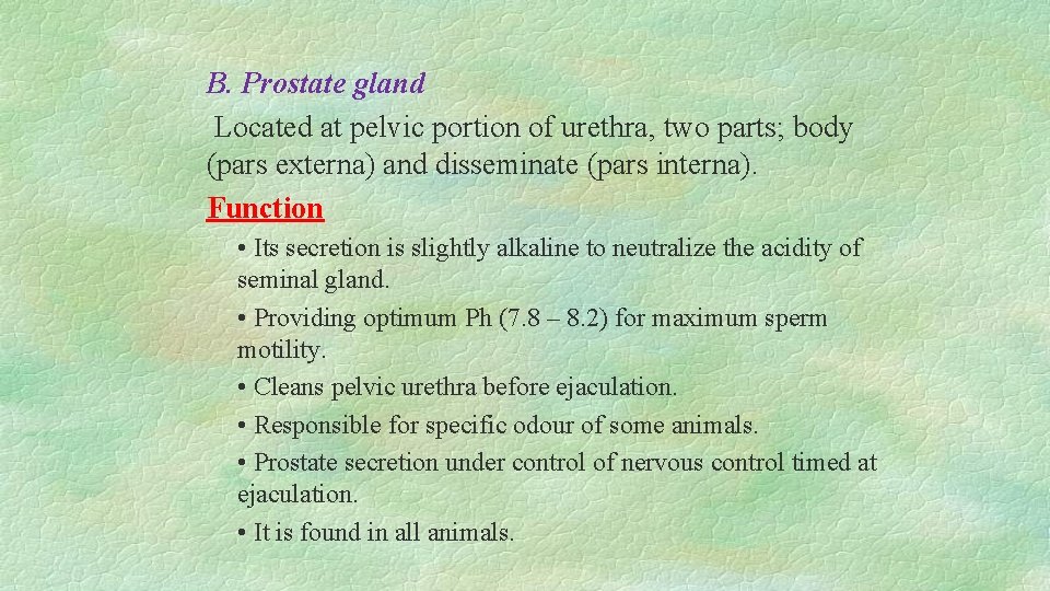B. Prostate gland Located at pelvic portion of urethra, two parts; body (pars externa)