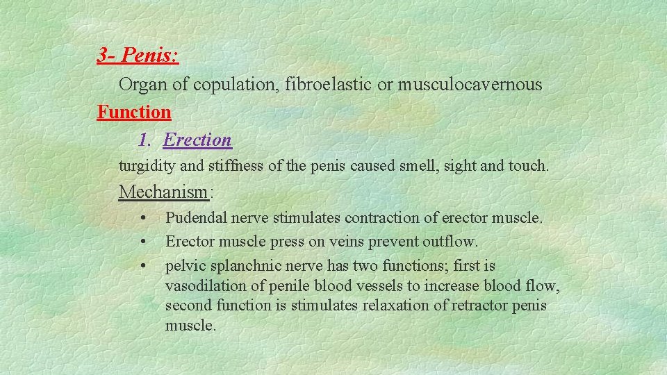 3 - Penis: Organ of copulation, fibroelastic or musculocavernous Function 1. Erection turgidity and