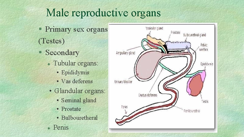 Male reproductive organs § Primary sex organs (Testes) § Secondary l Tubular organs: •