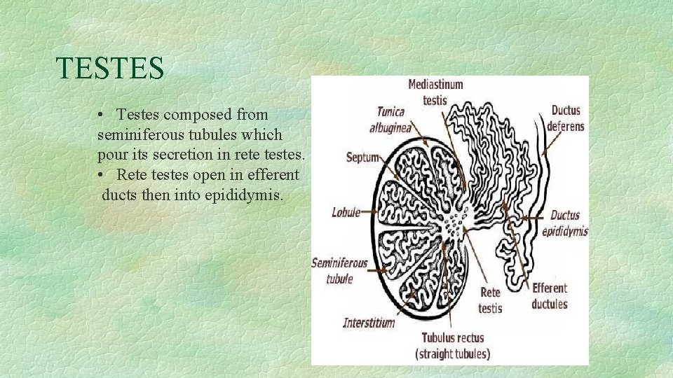 TESTES • Testes composed from seminiferous tubules which pour its secretion in rete testes.