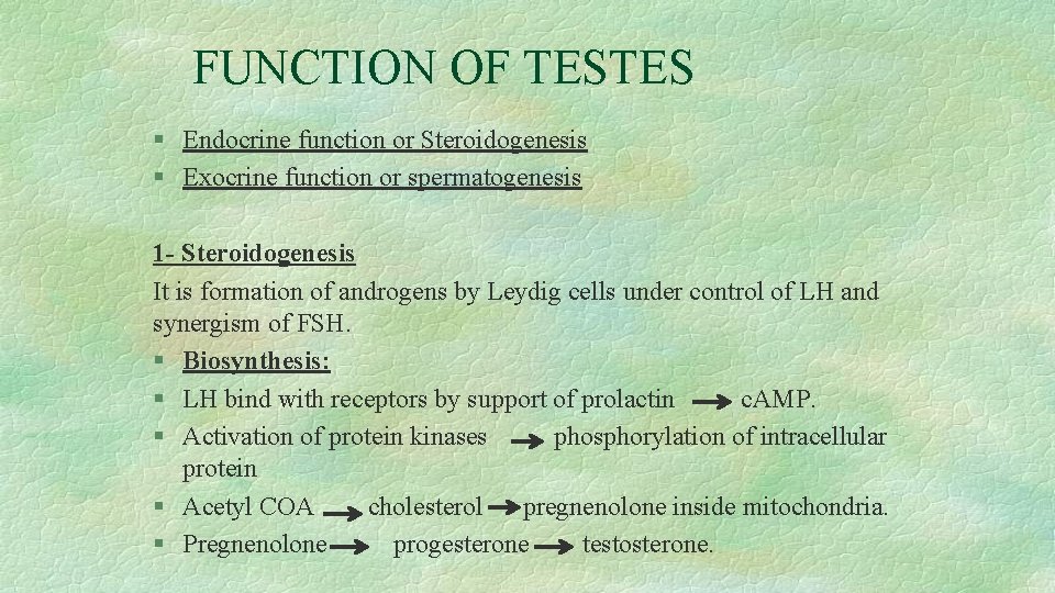 FUNCTION OF TESTES § Endocrine function or Steroidogenesis § Exocrine function or spermatogenesis 1
