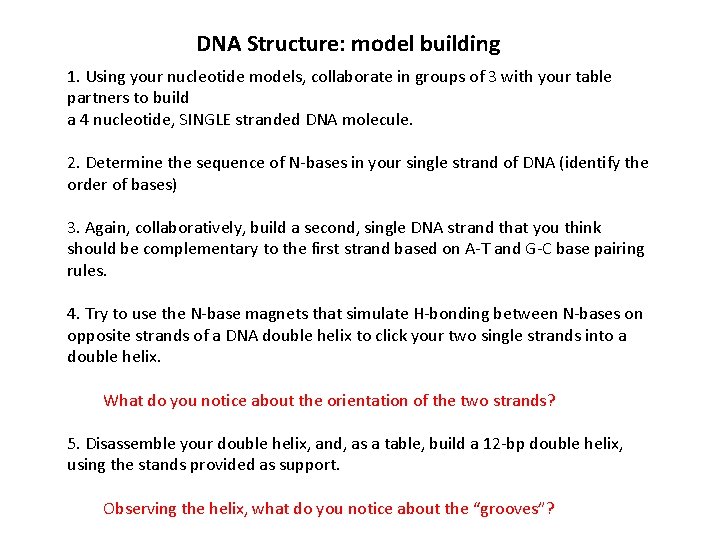 DNA Structure: model building 1. Using your nucleotide models, collaborate in groups of 3