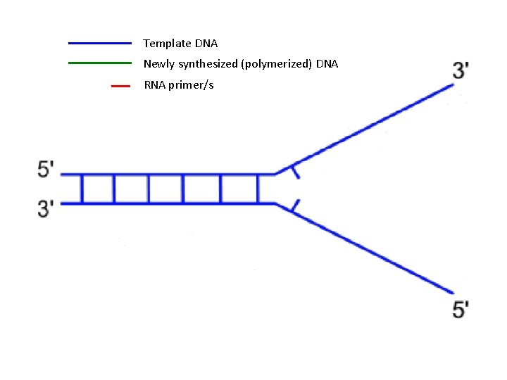 Template DNA Newly synthesized (polymerized) DNA RNA primer/s 