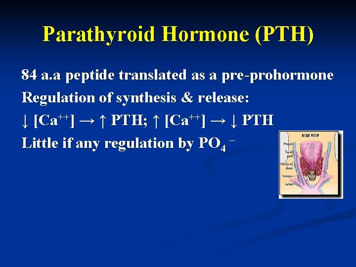 Parathyroid Hormone (PTH) 84 a. a peptide translated as a pre-prohormone Regulation of synthesis