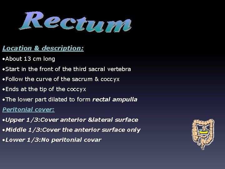 Location & description: • About 13 cm long • Start in the front of