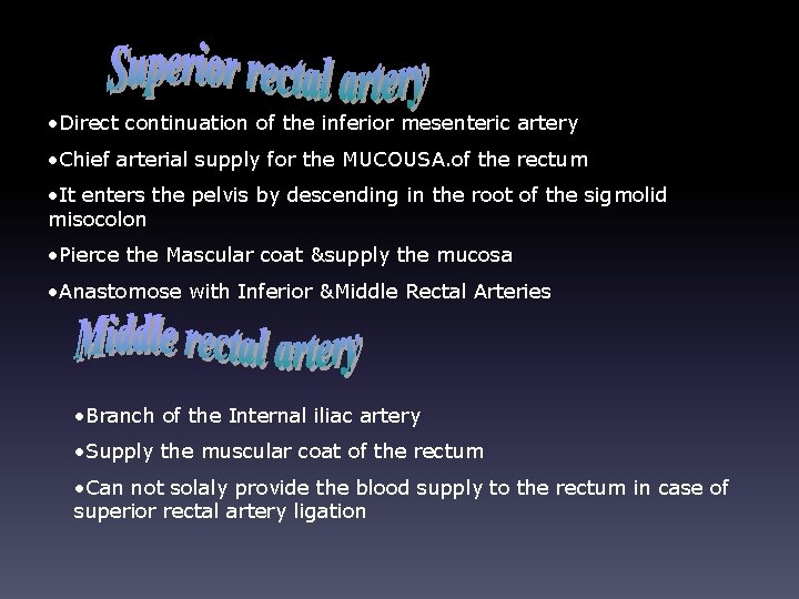  • Direct continuation of the inferior mesenteric artery • Chief arterial supply for