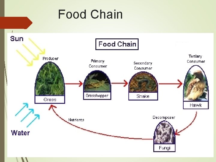 Food Chain 