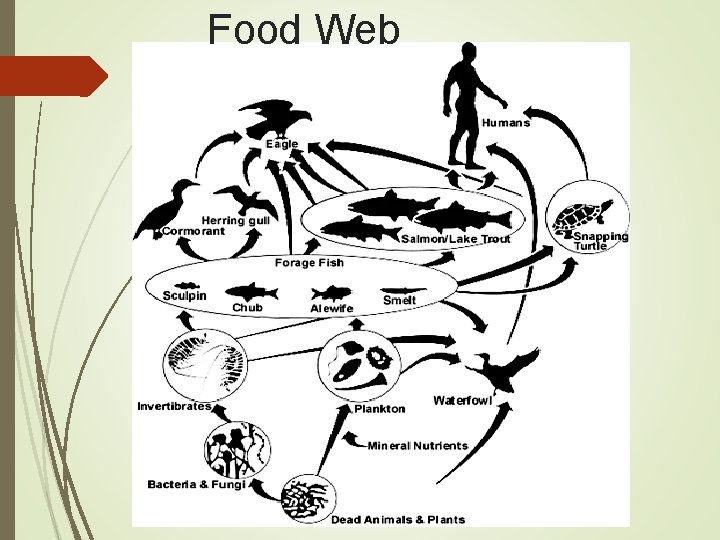 Food Web 