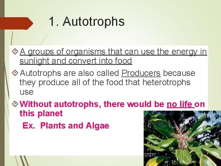 1. Autotrophs A groups of organisms that can use the energy in sunlight and