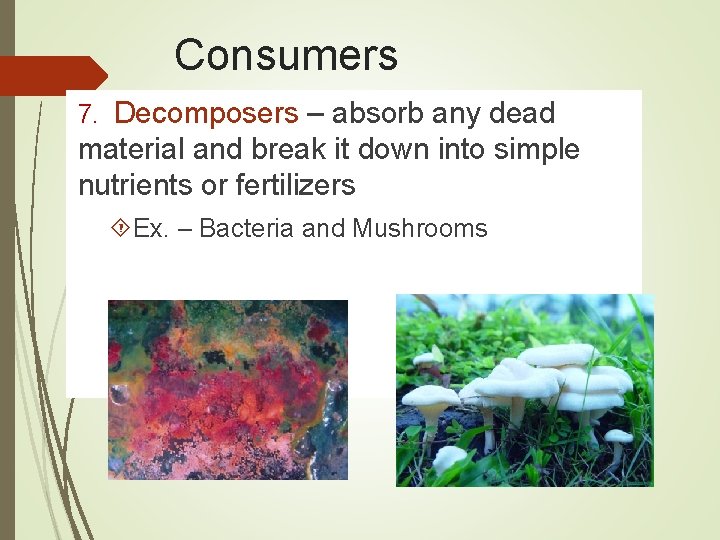 Consumers 7. Decomposers – absorb any dead material and break it down into simple