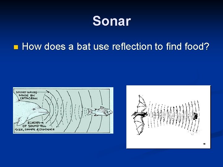 Sonar n How does a bat use reflection to find food? 