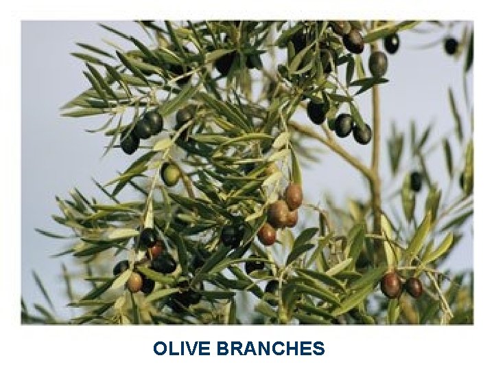 OLIVE BRANCHES 
