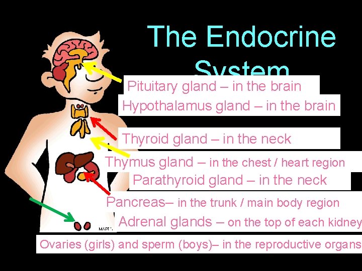 The Endocrine System Pituitary gland – in the brain Hypothalamus gland – in the