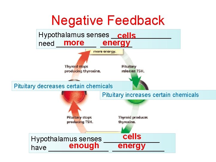Negative Feedback Hypothalamus senses ________ cells more energy need _____ Pituitary decreases certain chemicals