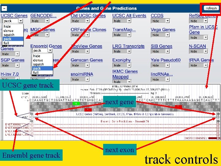 UCSC gene track next gene Ensembl gene track next exon track controls 