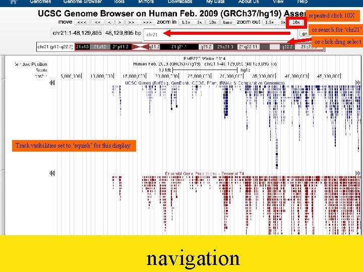 repeated click 10 X or search for ‘chr 21’ or click drag select Track