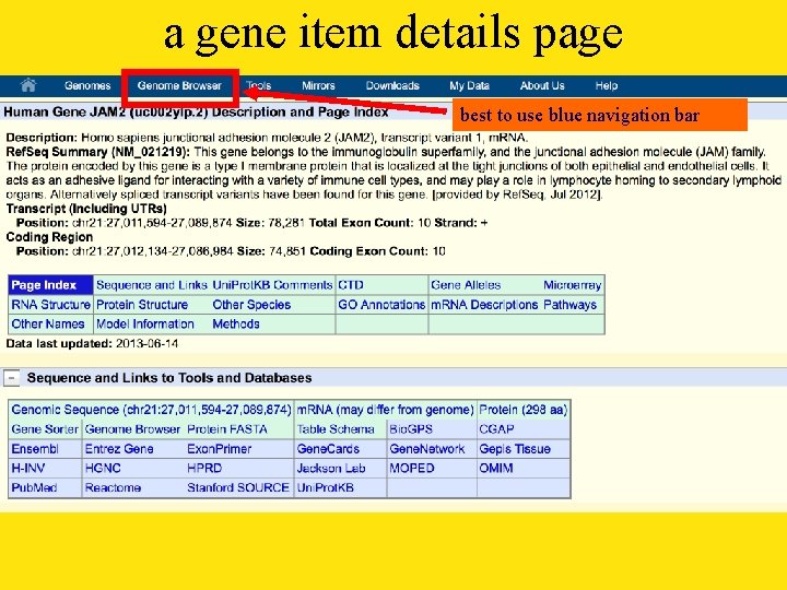 a gene item details page best to use blue navigation bar 