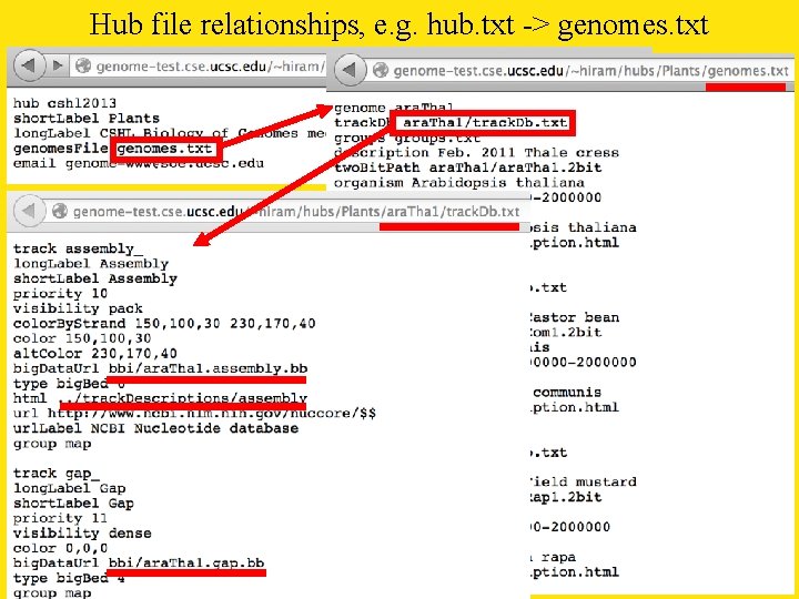 Hub file relationships, e. g. hub. txt -> genomes. txt 