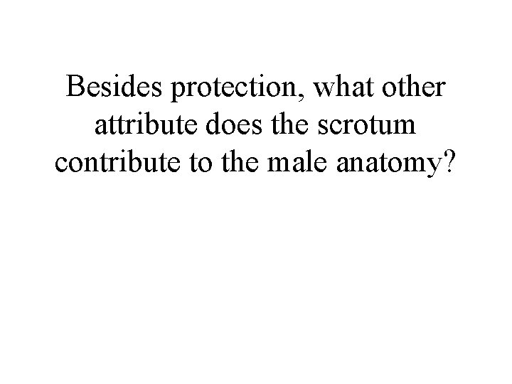 Besides protection, what other attribute does the scrotum contribute to the male anatomy? 