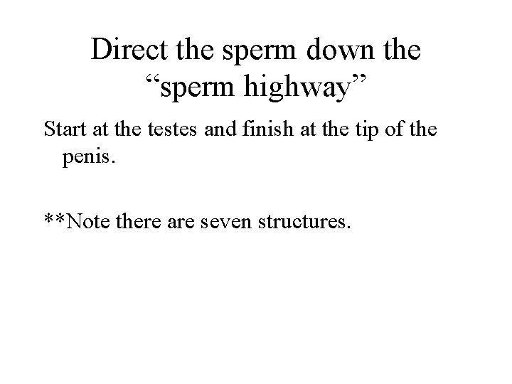 Direct the sperm down the “sperm highway” Start at the testes and finish at