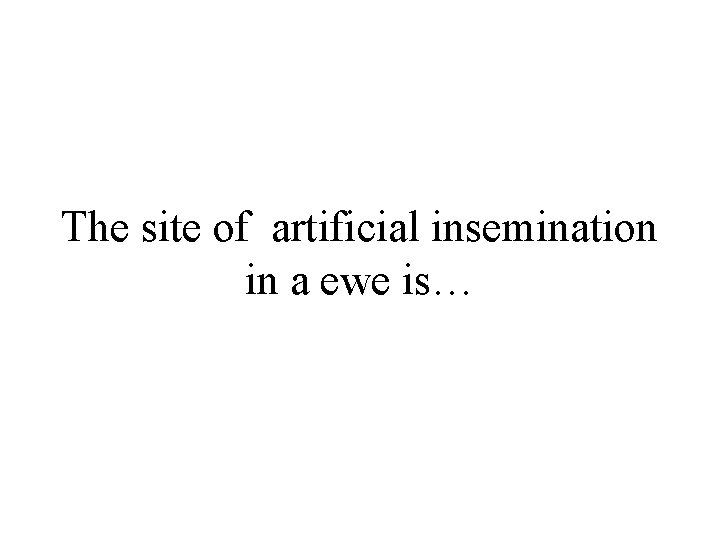 The site of artificial insemination in a ewe is… 