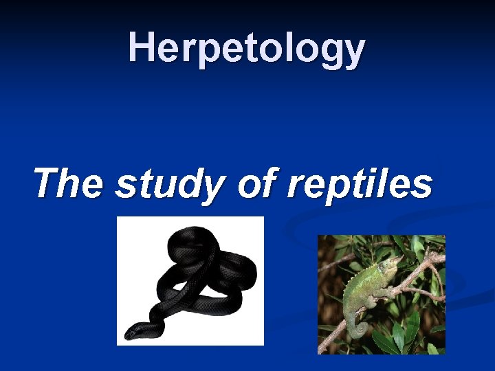 Herpetology The study of reptiles 