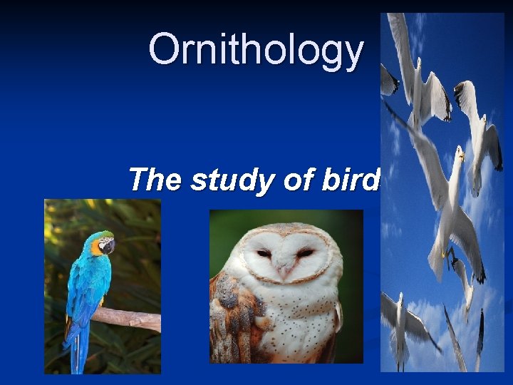 Ornithology The study of birds 