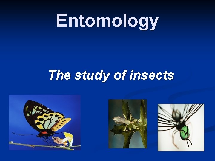 Entomology The study of insects 