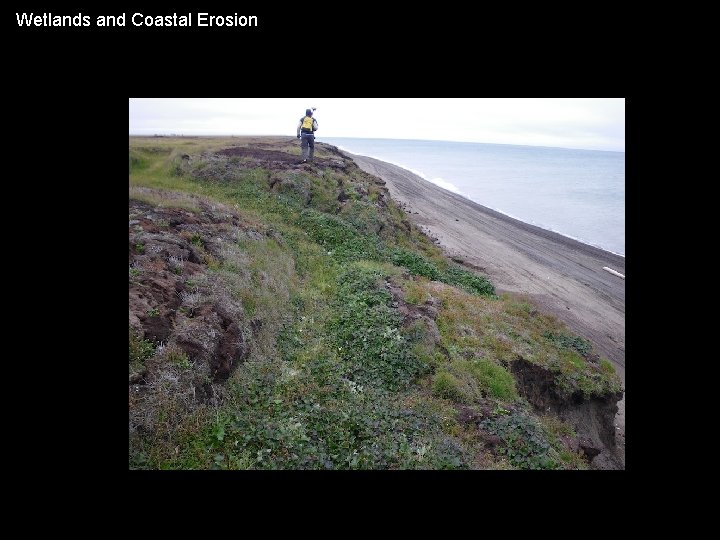 Wetlands and Coastal Erosion 