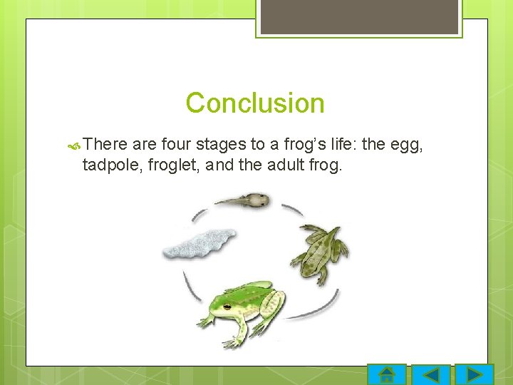 Conclusion There are four stages to a frog’s life: the egg, tadpole, froglet, and